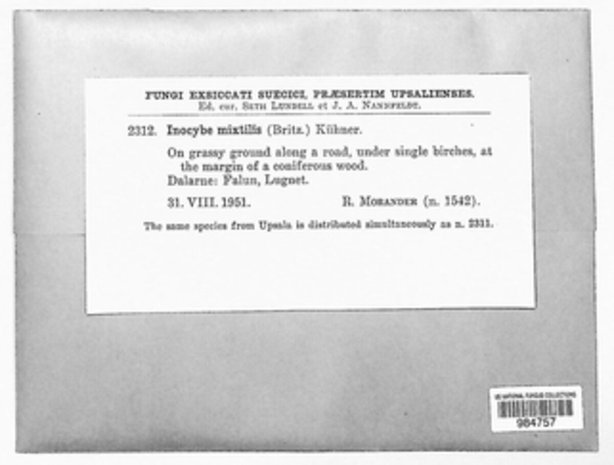 Inocybe mixtilis image